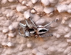 Habronattus virgulatus