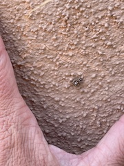 Habronattus virgulatus