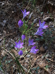 Triteleia