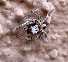 Habronattus virgulatus