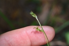Carex oxylepis