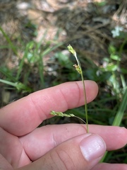 Carex oxylepis