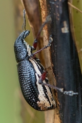 Aulametopus marginellus
