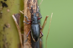 Aulametopus marginellus