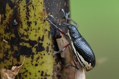 Aulametopus marginellus