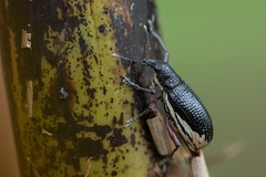 Aulametopus marginellus