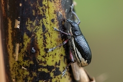 Aulametopus marginellus