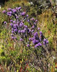 Amphithalea imbricata