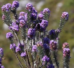 Amphithalea imbricata