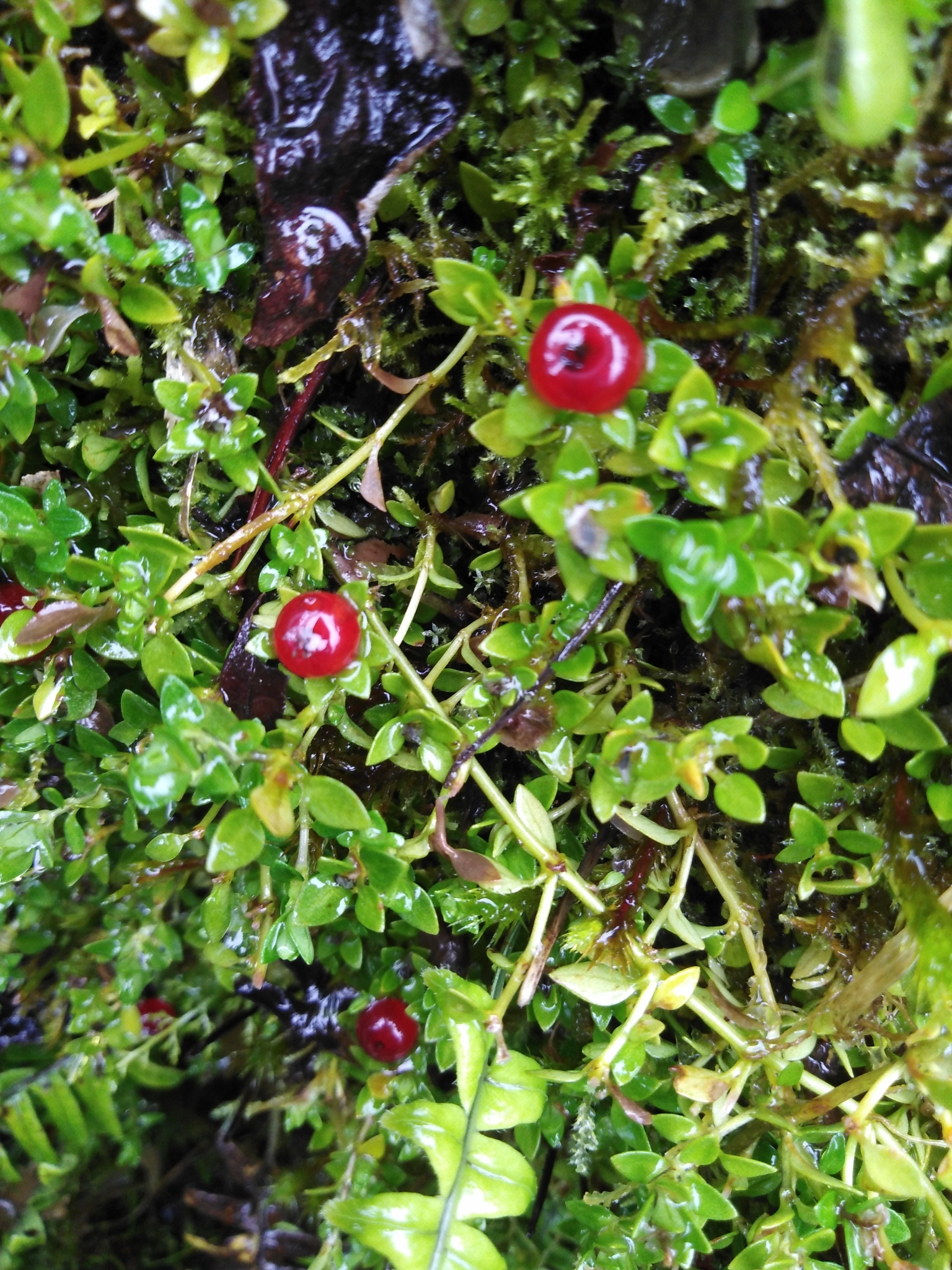 Nertera granadensis image