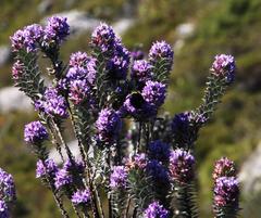 Amphithalea imbricata