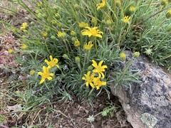 Nestotus stenophyllus