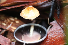 Austroboletus lacunosus