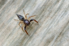 Arnoliseus