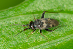 Spanagonicus albofasciatus