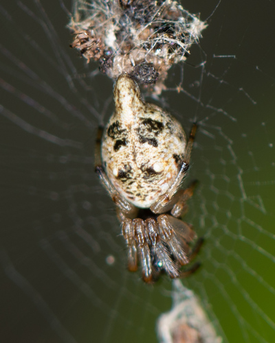 Humped Trashline Orbweaver