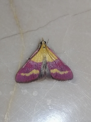 Pyrausta virginalis