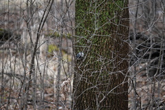 Sitta carolinensis
