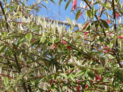 Cotoneaster salicifolius