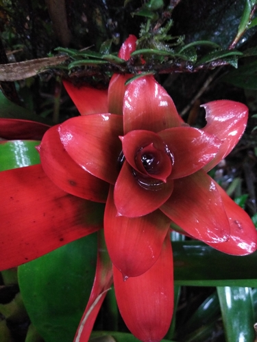 Guzmania image