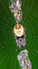 Cyclosa turbinata