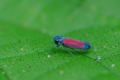 Cardioscarta flavifrons