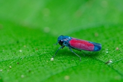 Cardioscarta flavifrons
