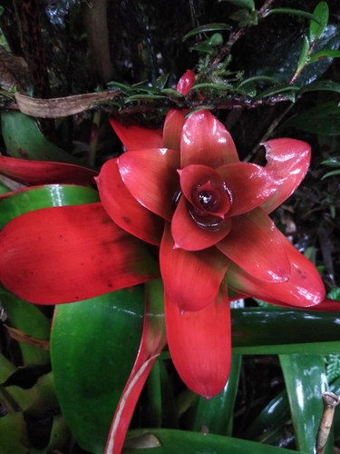 Guzmania image