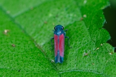 Cardioscarta flavifrons