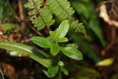 Gonocarpus oreophilus