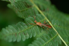 Ricolla quadrispinosa