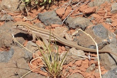 Aspidoscelis sonorae