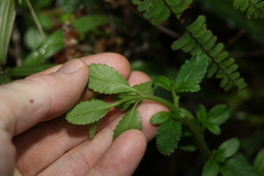 Gonocarpus oreophilus