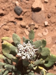 Chamaechaenactis scaposa