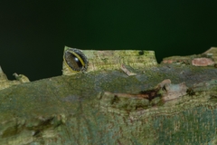Epilachna clandestina