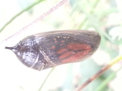 Danaus plexippus