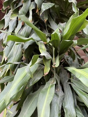 Dracaena