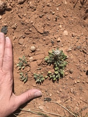 Chamaechaenactis scaposa