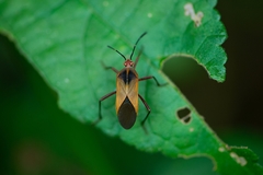 Hypselonotus bitrianguliger
