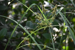 Cyperus ligularis image