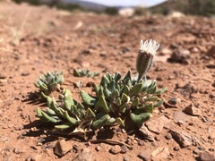 Chamaechaenactis scaposa