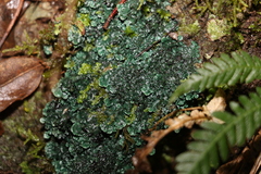 Erioderma