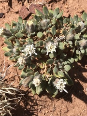 Chamaechaenactis scaposa