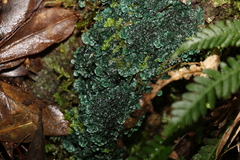 Erioderma