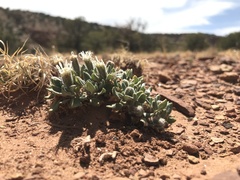 Chamaechaenactis scaposa