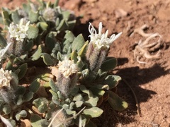 Chamaechaenactis scaposa