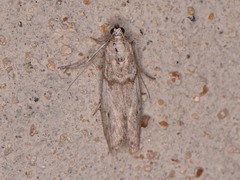 Myelopsis alatella