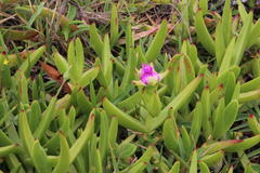 Carpobrotus deliciosus