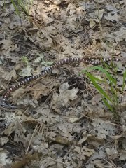 Lampropeltis zonata