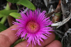 Carpobrotus deliciosus